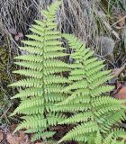 Dryopteris pallida