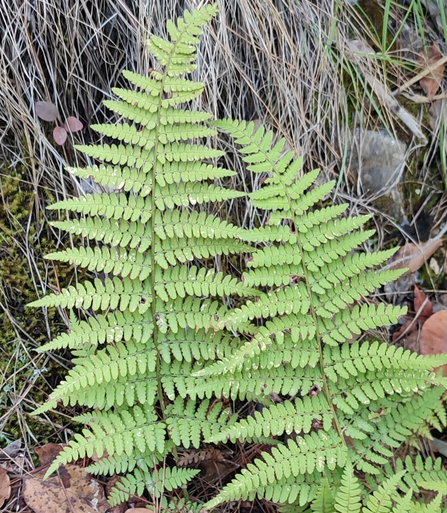 Изображение особи Dryopteris pallida.