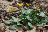 Ficaria verna