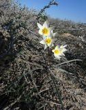 Tulipa buhseana