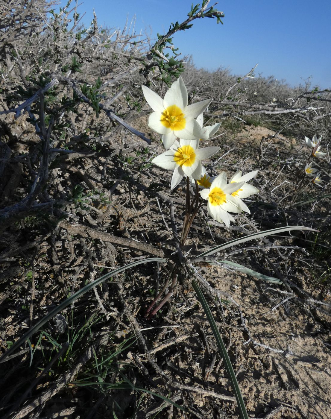 Image of Tulipa buhseana specimen.