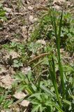 род Carex