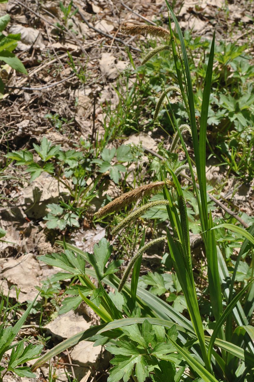 Image of genus Carex specimen.