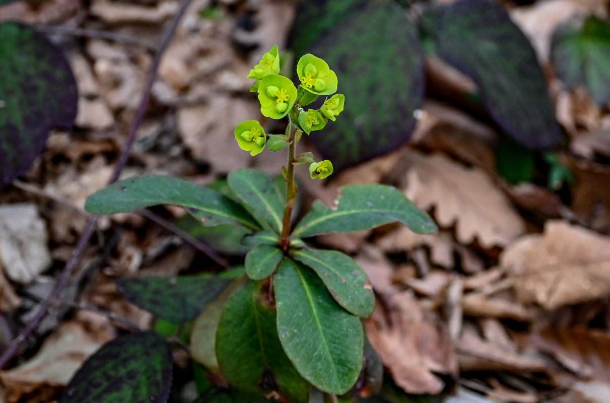 Image of Euphorbia amygdaloides specimen.