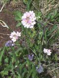 Androsace albana