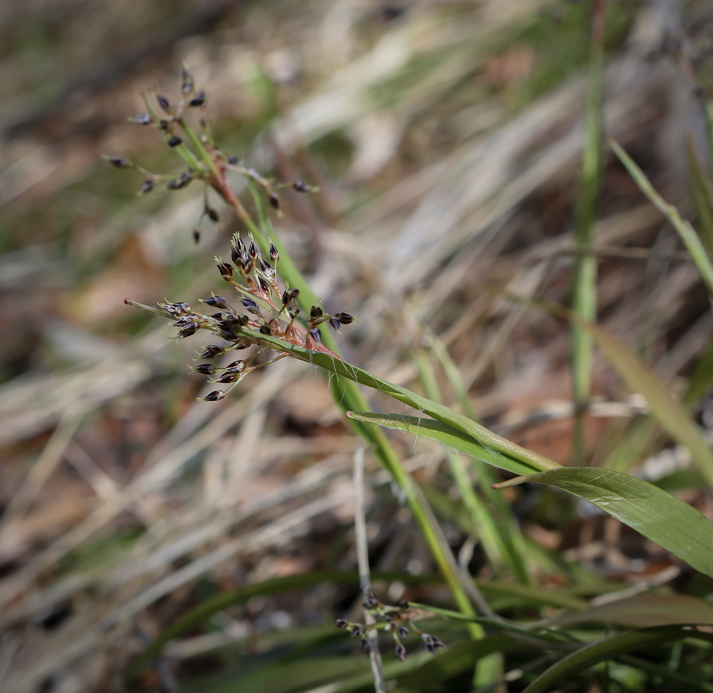 Image of Luzula pilosa specimen.