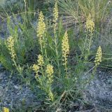 Reseda lutea