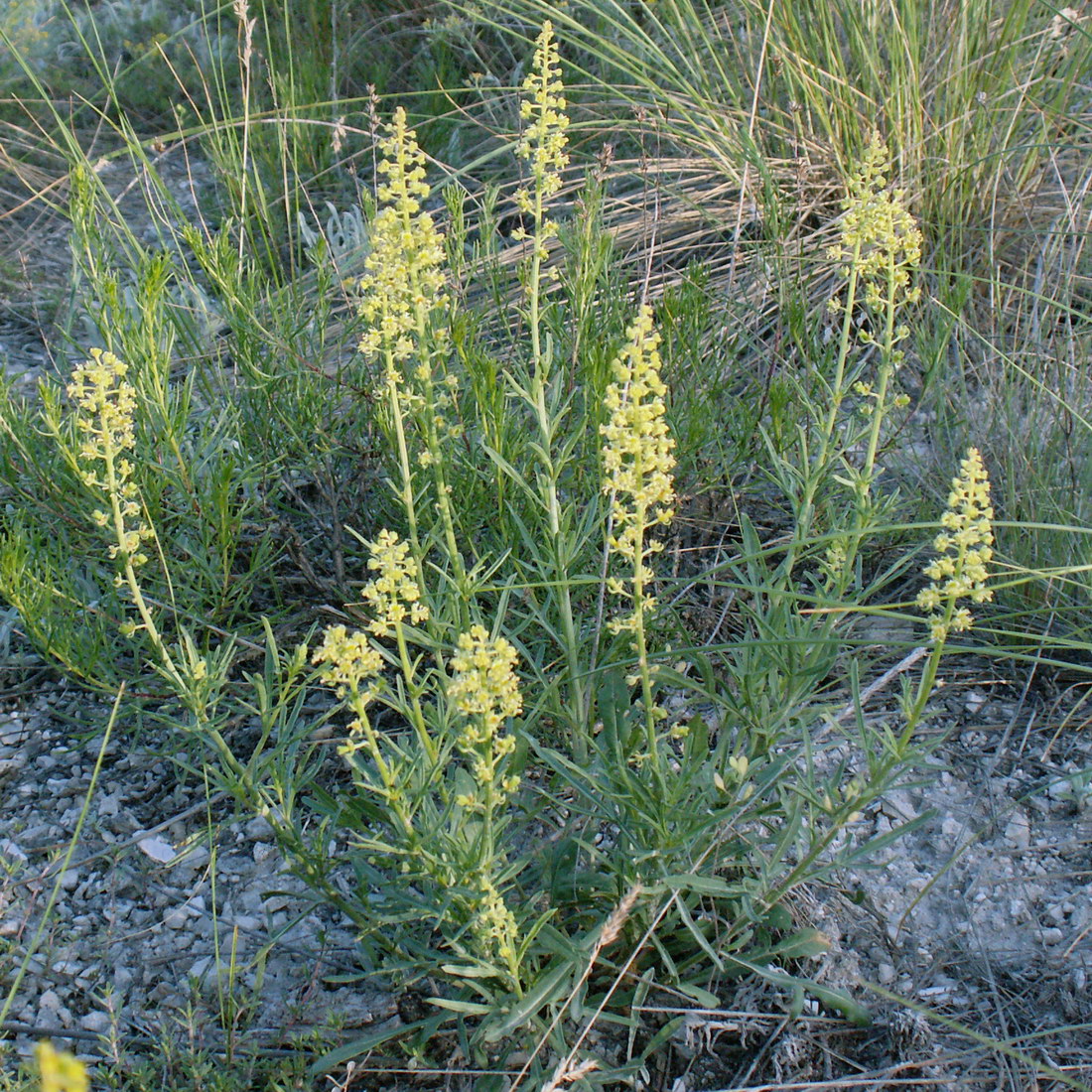 Image of Reseda lutea specimen.