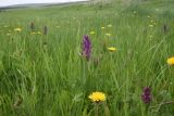 Dactylorhiza euxina