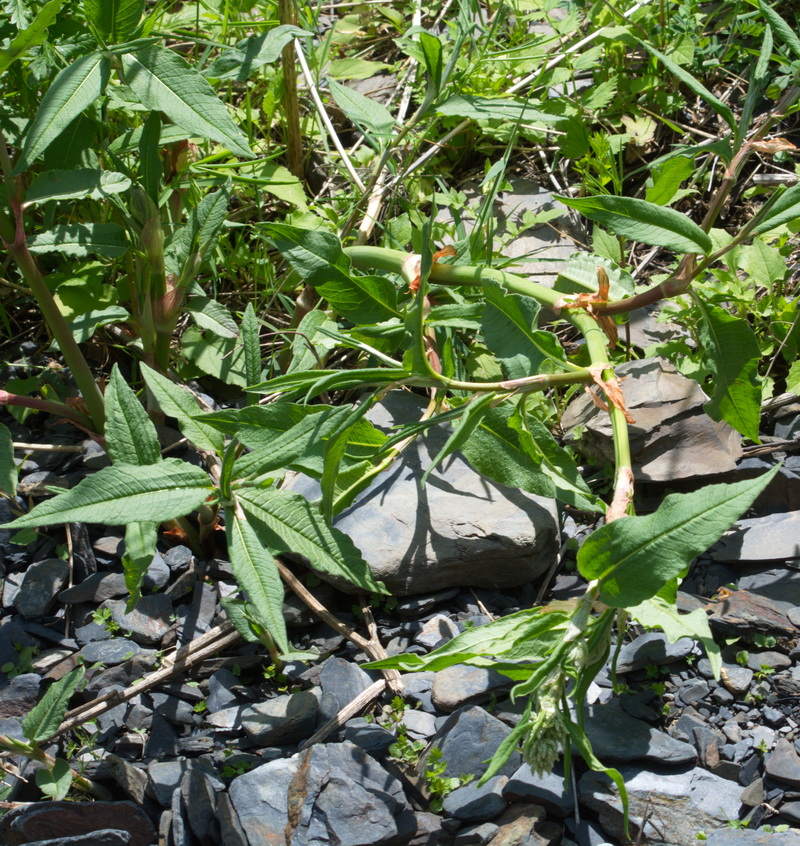 Изображение особи семейство Polygonaceae.