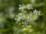 Anthriscus sylvestris