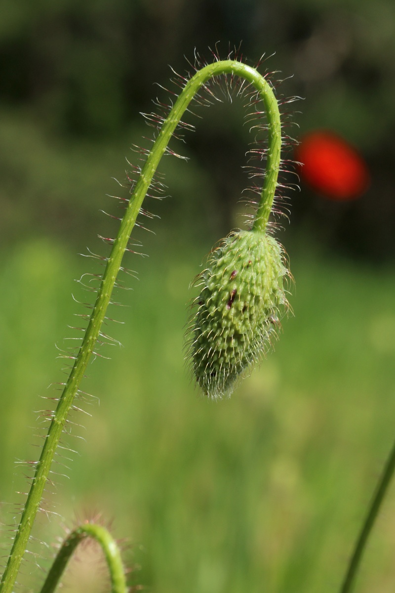 Image of Papaver rhoeas specimen.