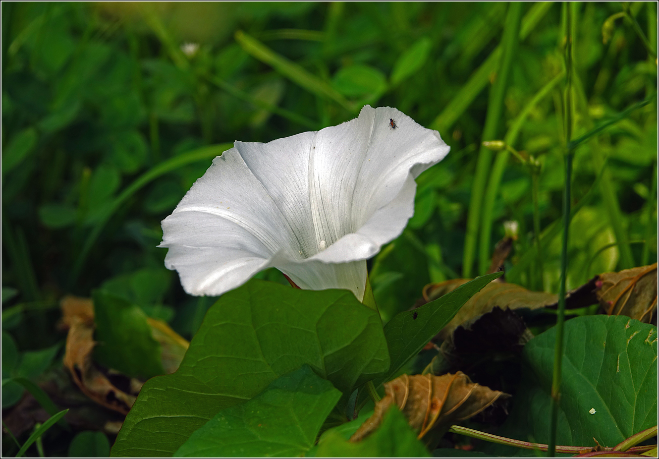 Изображение особи Calystegia sepium.