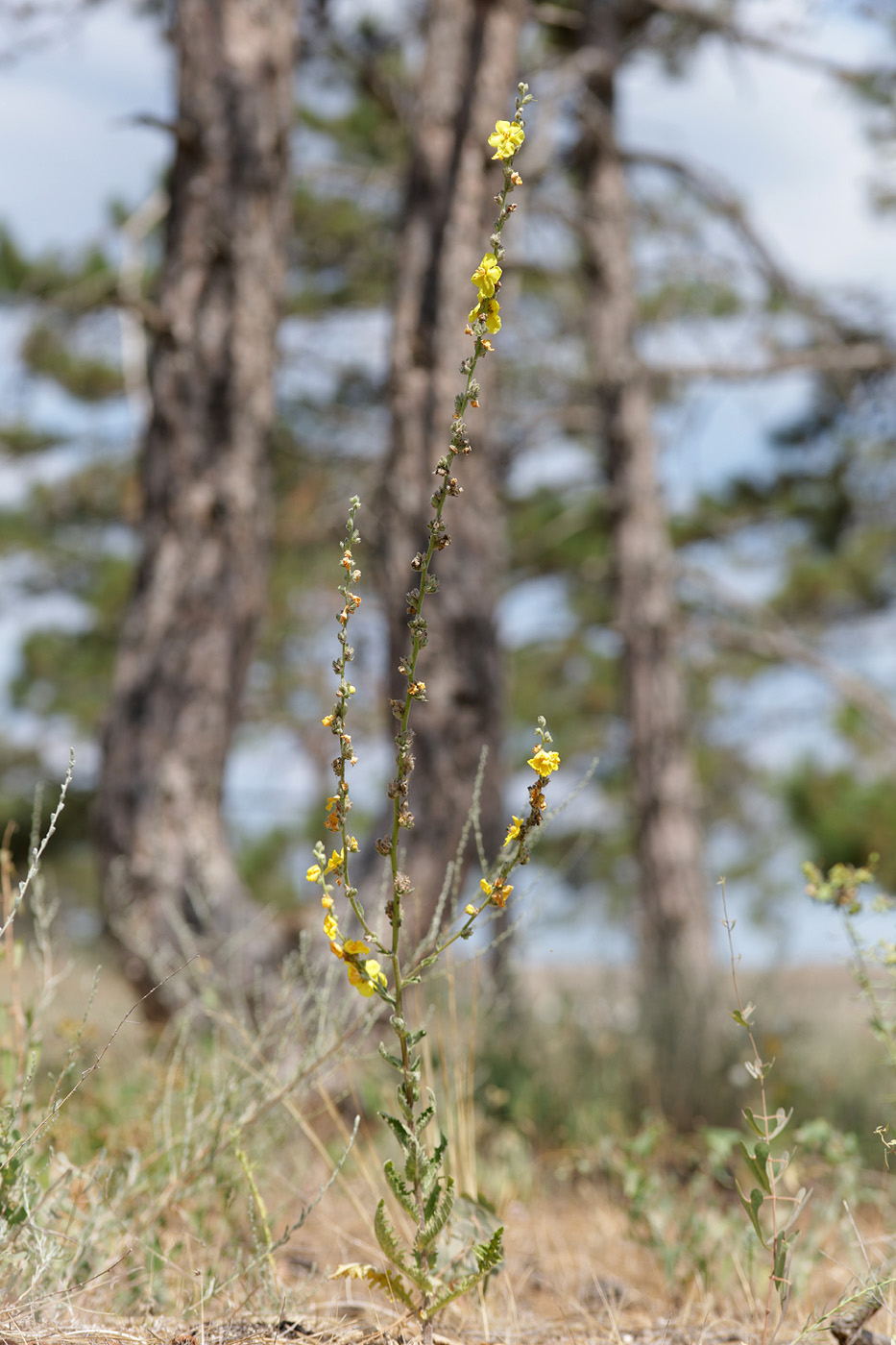 Image of genus Verbascum specimen.
