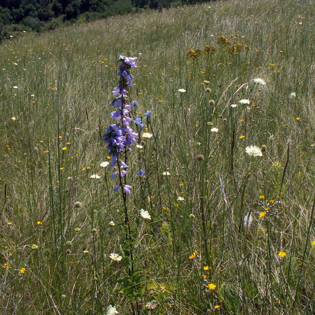 Image of Campanula bononiensis specimen.