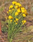 Galatella linosyris