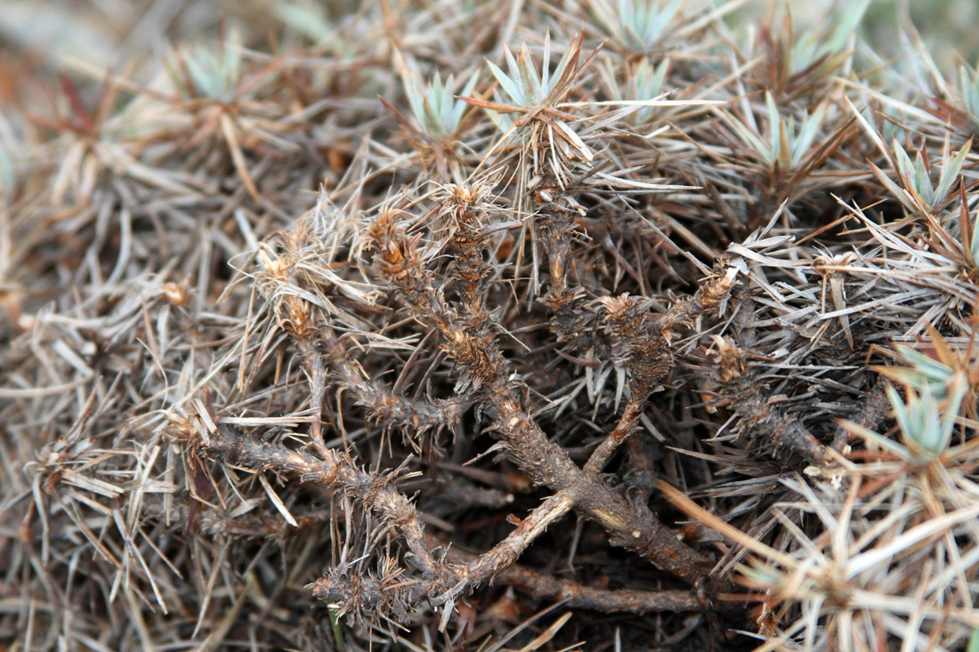 Image of Acantholimon tataricum specimen.