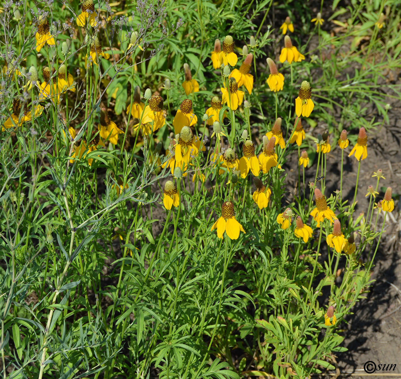 Image of Rudbeckia columnifera specimen.