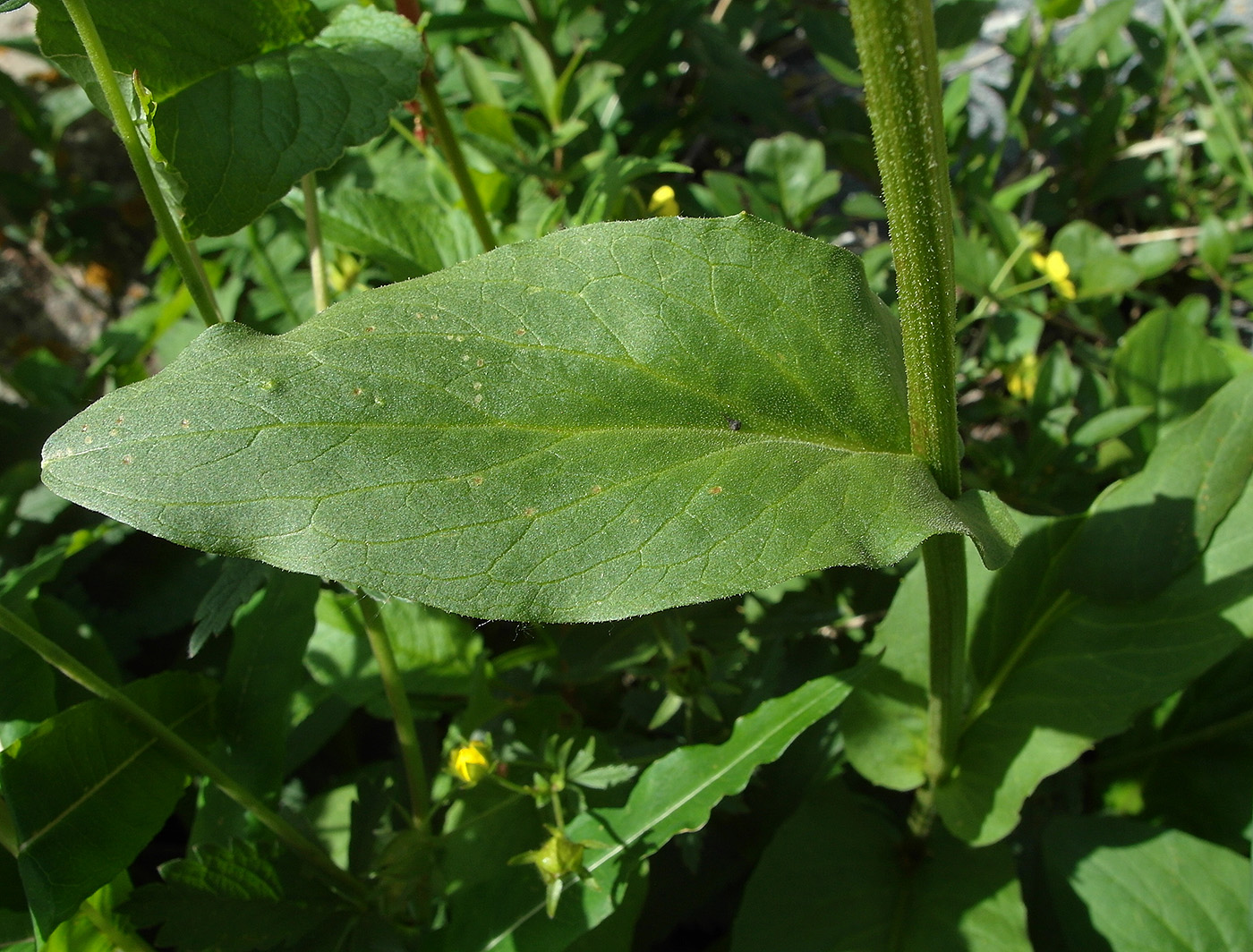 Image of Doronicum turkestanicum specimen.