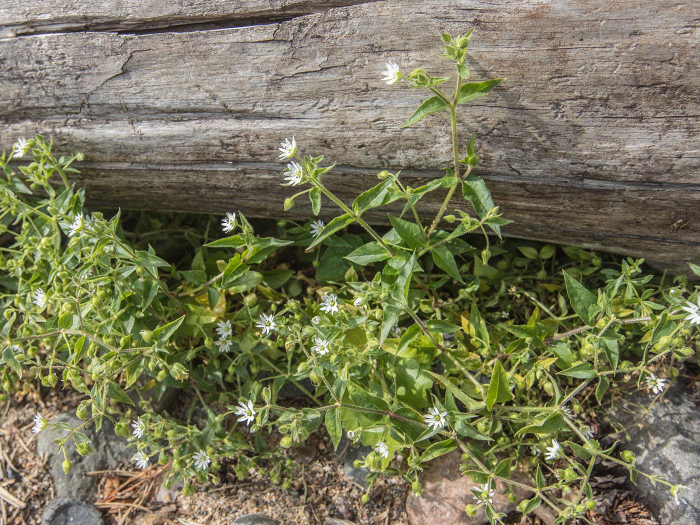 Изображение особи семейство Caryophyllaceae.