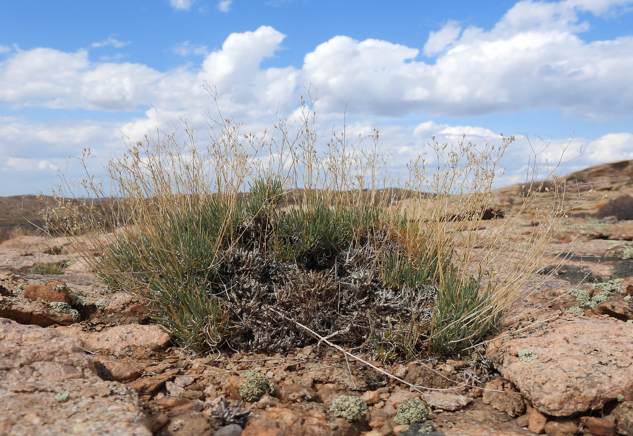 Image of Gypsophila rupestris specimen.
