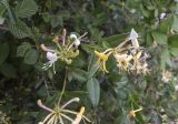 Lonicera periclymenum