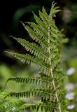 Athyrium filix-femina