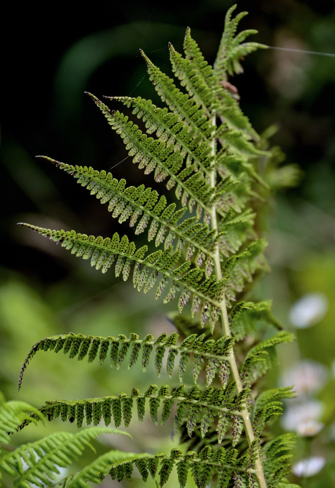 Изображение особи Athyrium filix-femina.