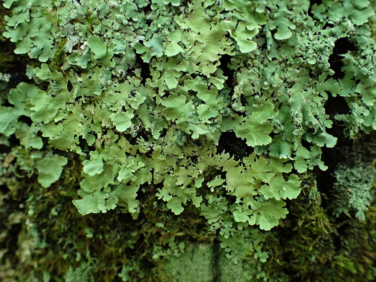 Изображение особи отдел Ascomycota.