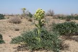 Ferula foetida