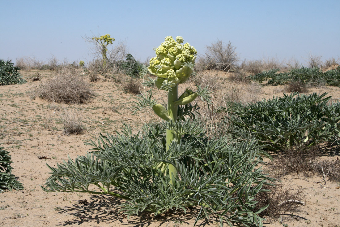 Изображение особи Ferula foetida.