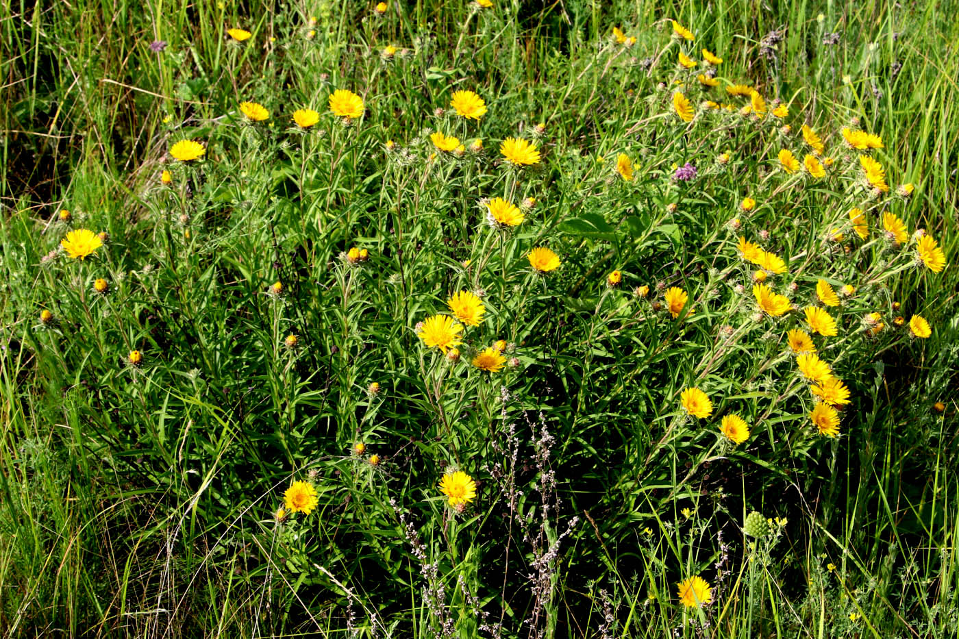 Image of Inula ensifolia specimen.