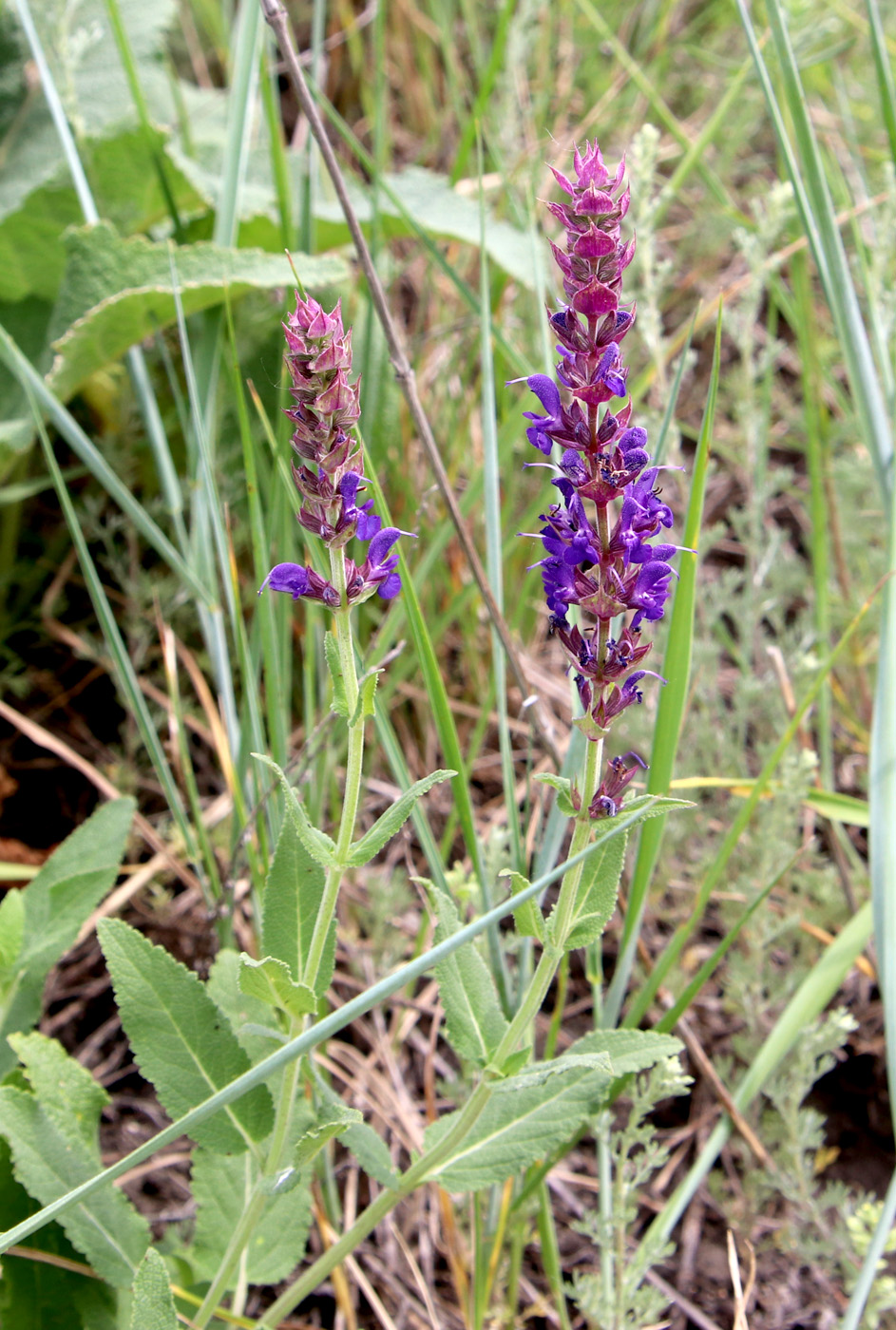Изображение особи Salvia nemorosa.