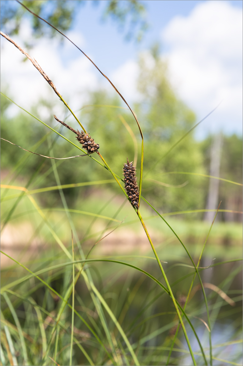 Изображение особи род Carex.