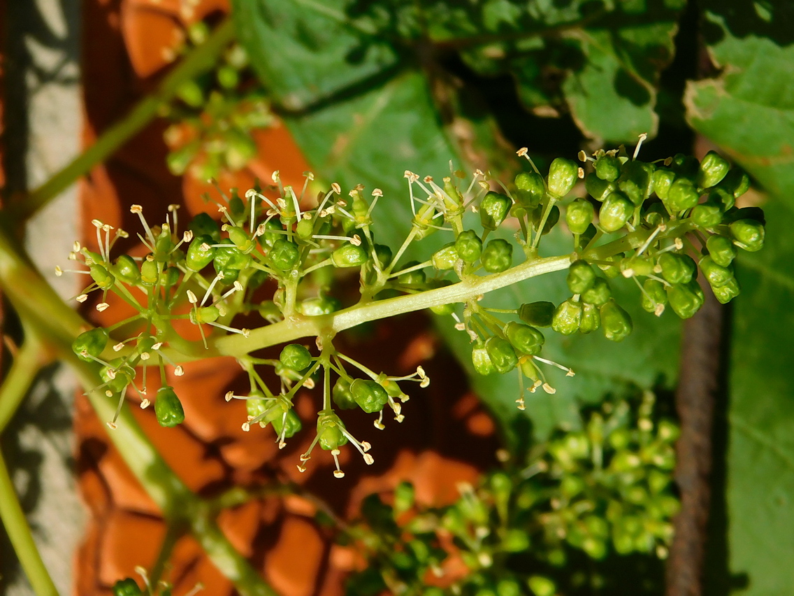 Image of genus Vitis specimen.