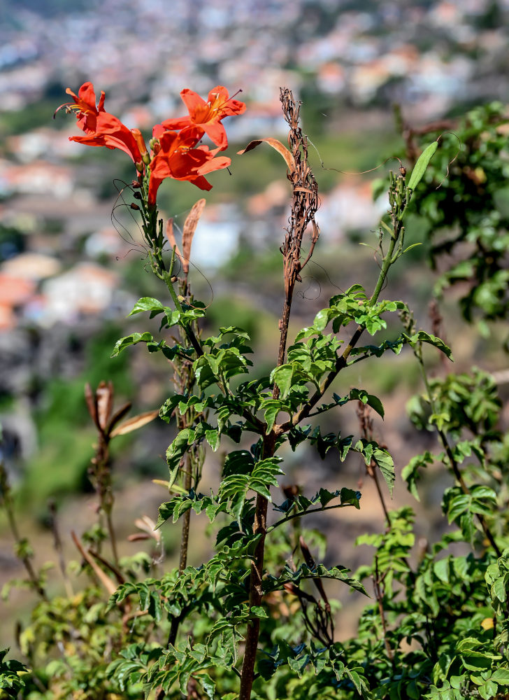 Изображение особи Tecomaria capensis.
