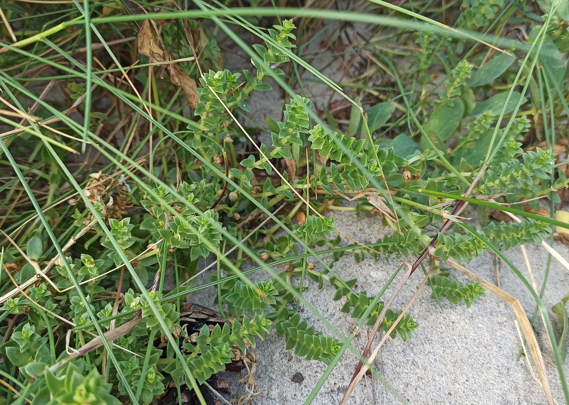 Image of Honckenya peploides specimen.