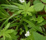 Galium odoratum. Листья. Республика Адыгея, окр. горы Острах, широколиственный лес. 4 мая 2025 г.