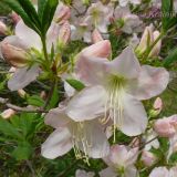 Rhododendron schlippenbachii. Цветки. Приморский край, Уссурийский р-н, окр. с. Горнотаёжное. Горнотаёжный дендрарий ДВО РАН. 23 мая 2010 г.