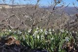 Galanthus plicatus. Цветущие растения. Крым, Севастополь, окр. с. Терновка, гора Шулдан-Бурун. 09.03.2026.
