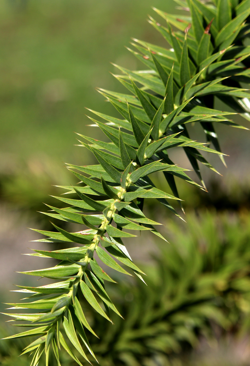 Изображение особи Araucaria angustifolia.