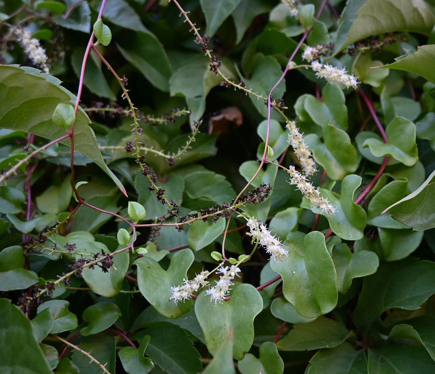 Image of Unknown species specimen.