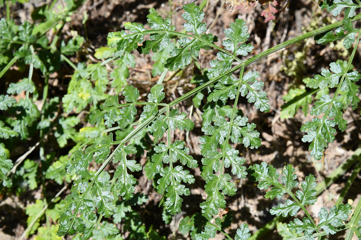 Image of Ferula samarkandica specimen.