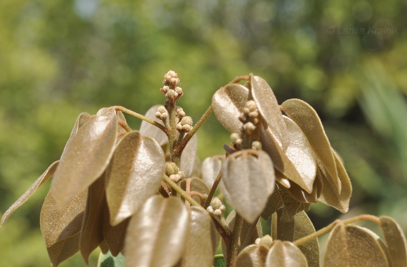 Изображение особи Connarus paniculatus.