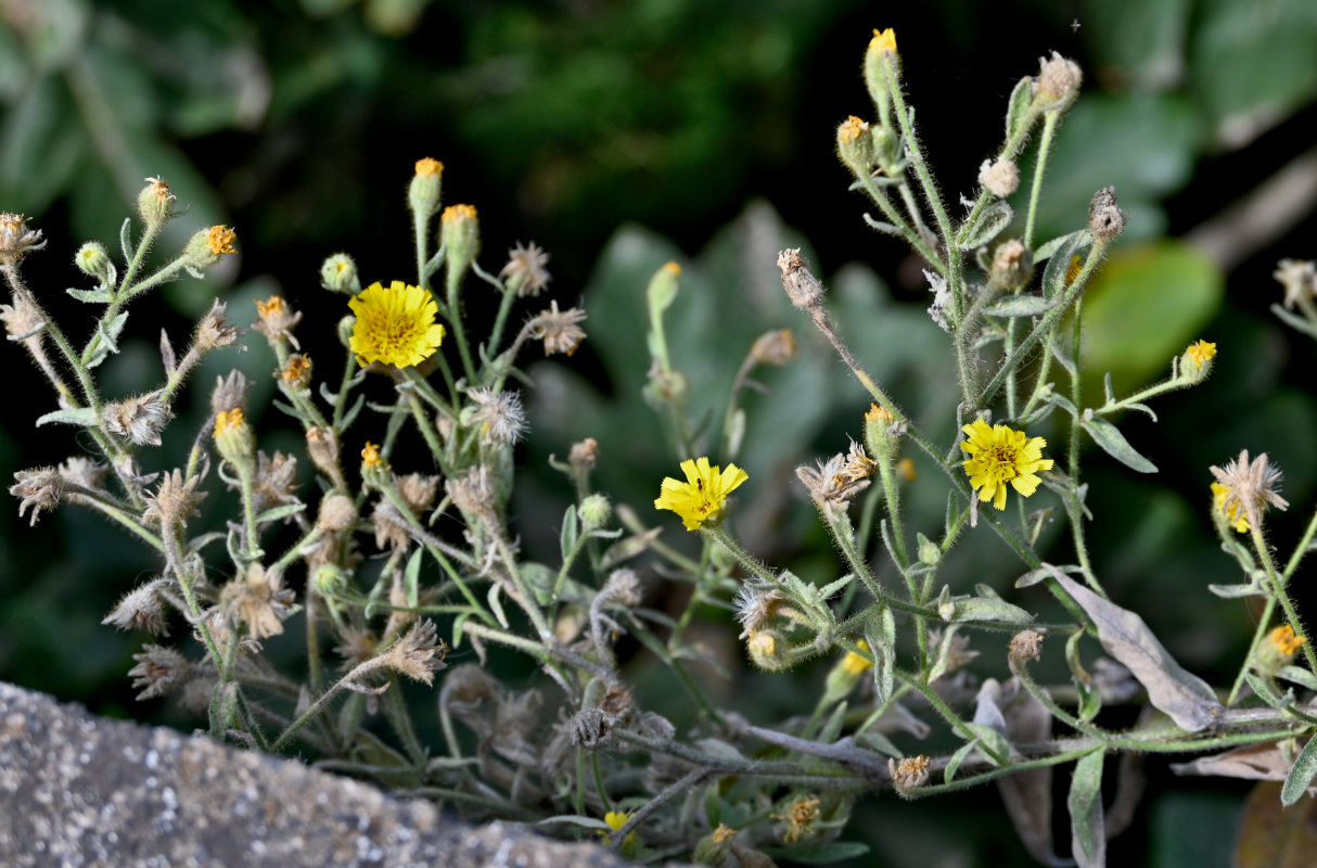 Image of genus Andryala specimen.