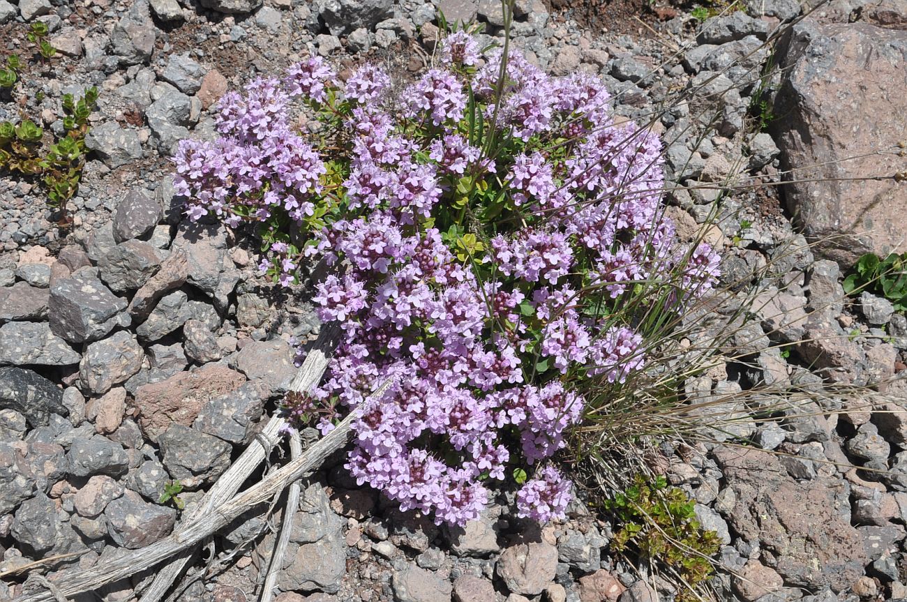 Image of genus Thymus specimen.