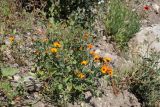 Calendula arvensis. Цветущее растение. Крым, Южный берег, пос. Симеиз, пустырь. 23.05.2026.
