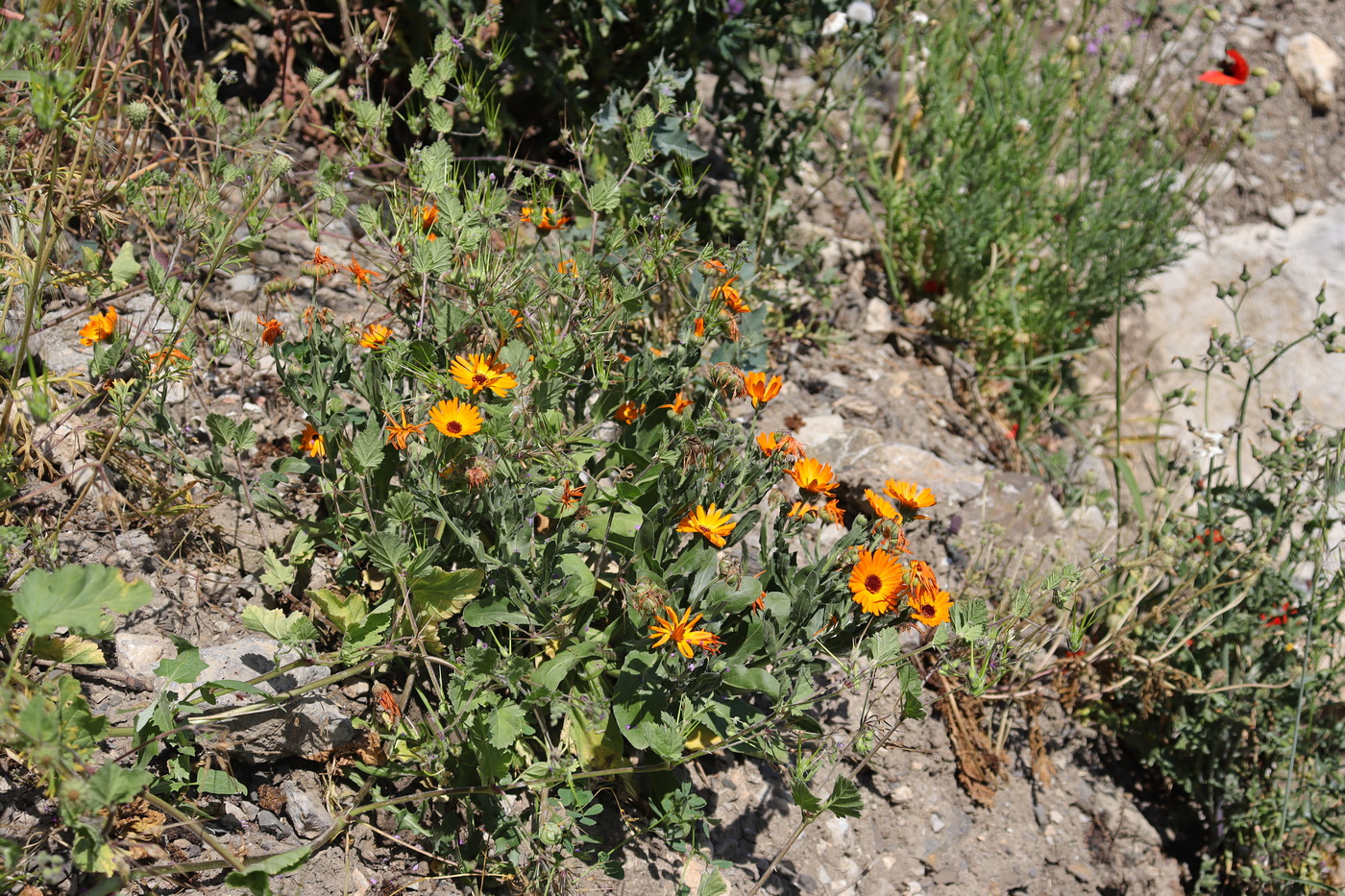 Image of Calendula arvensis specimen.