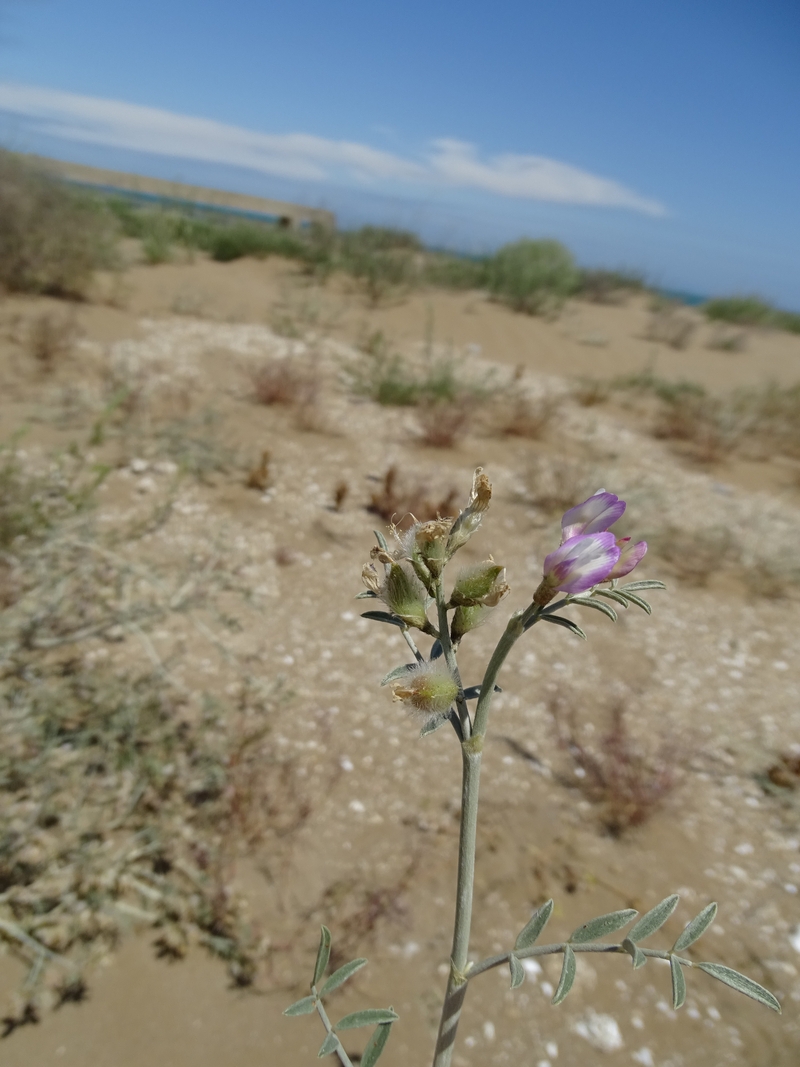 Image of Astragalus igniarius specimen.