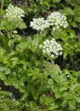 Coelopleurum gmelinii. Верхушки цветущих растений. Приморский край, Лазовский р-н, Лазовский запов., берег бухты Просёлочная, нижняя часть склона у моря. 13.06.2026.